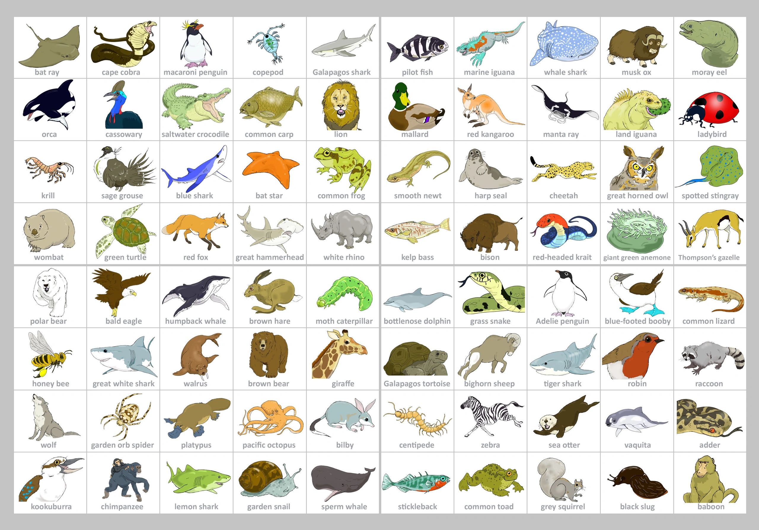 ANIMAL GROUPS | Living World Education